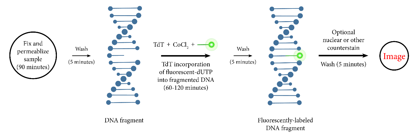 Cellular Self-Destruction – Visualizing Apoptosis with AAT Bioquest’s ...