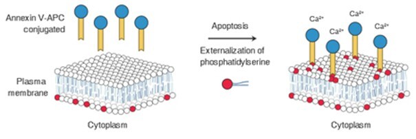 Elabscience_Apoptosis_Fig1