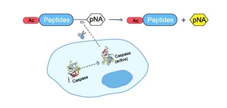 Elabscience_Apoptosis_Fig2