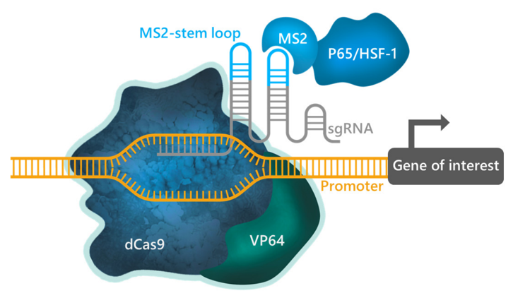CRISPR-SAM-System zur Genaktivierung