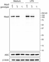 AG-20B-0014-C100