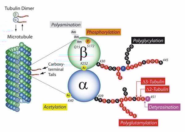 The Tubulin Code