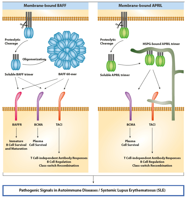 Autoimmune Disease Biomarkers APRIL & BAFF
