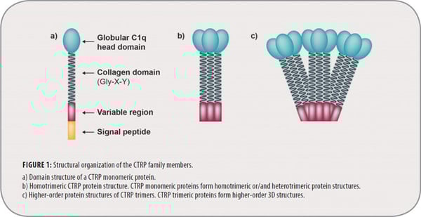 Adiponectin