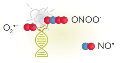 Cayman-DNA-RNA-Damage