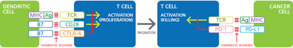 Immune Checkpoints and Cancer