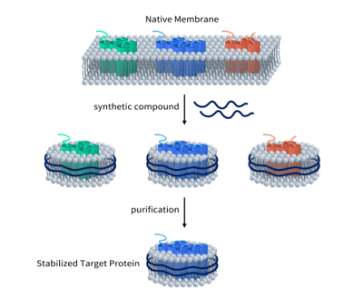 Synthetische Nanodiscs