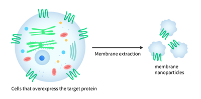 Membran-Nanopartikel