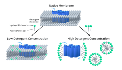 Detergens-Solubilisierung