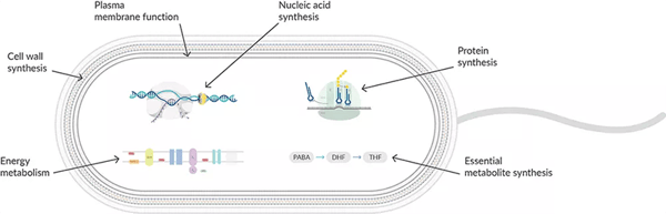 How Do Antibiotics Affect the Energy Metabolism?