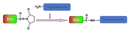 Classic Fluorescent Labeling Dyes