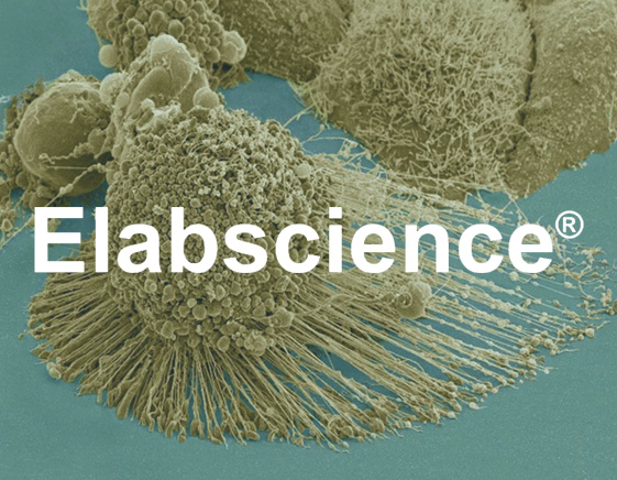 Tracking Cell Death with Apoptosis Assays from Elabscience®