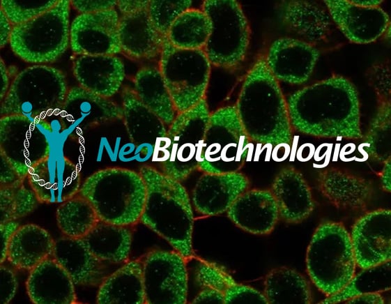 A Guide to Antibody Validation Techniques
