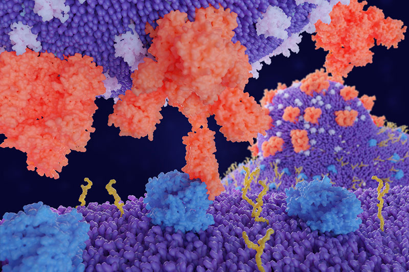ACE2 - The SARS-CoV-2 Receptor