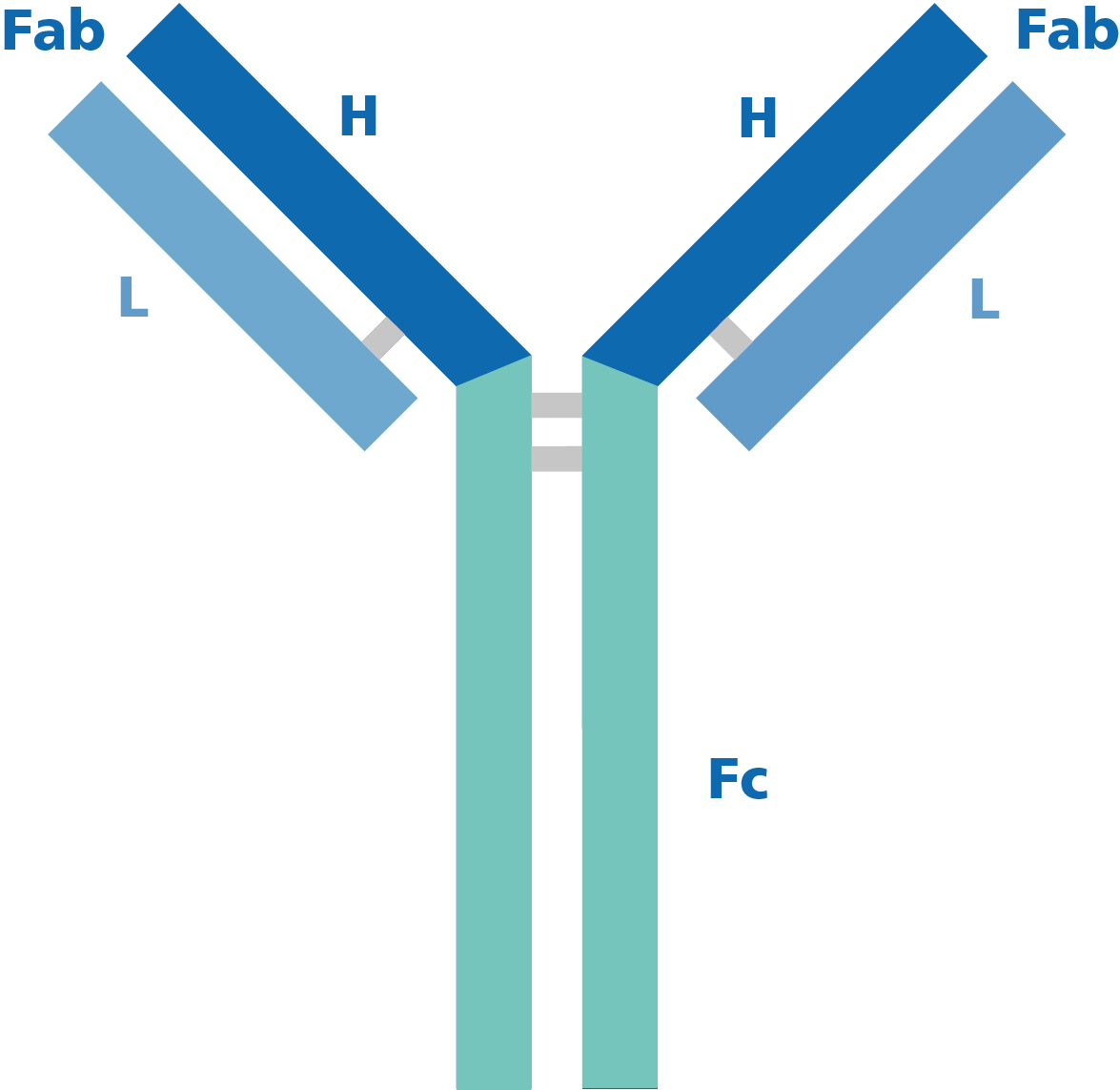 How to Select the Best Secondary Antibody