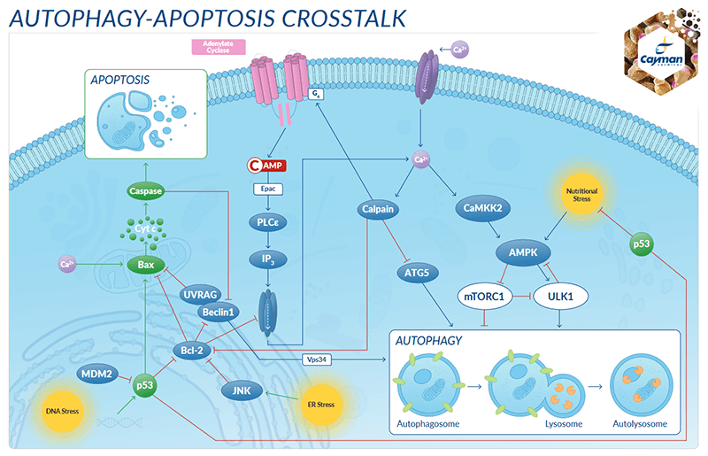 Recycling the Cell: Autophagy and the Ubiquitin-Proteasome Processes