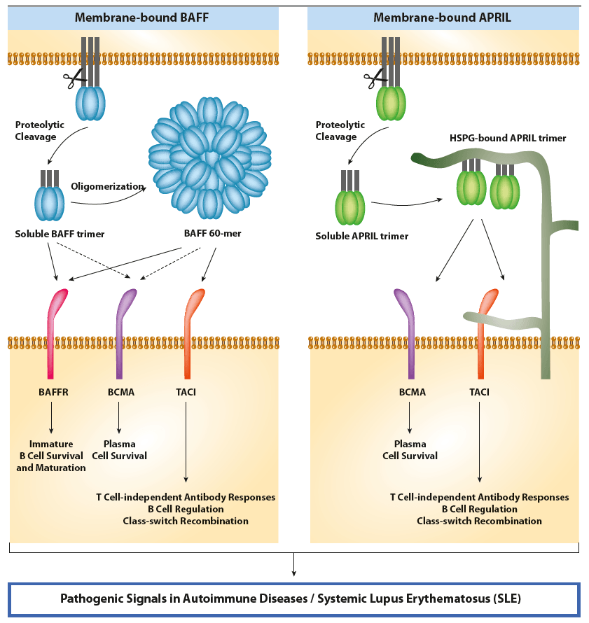 Autoimmune Disease Biomarkers APRIL & BAFF