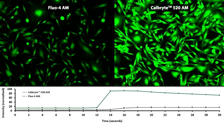 How to Select a Calcium Indicator?