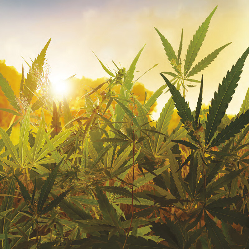 Cannabis: Our Key to the Endocannabinoid System
