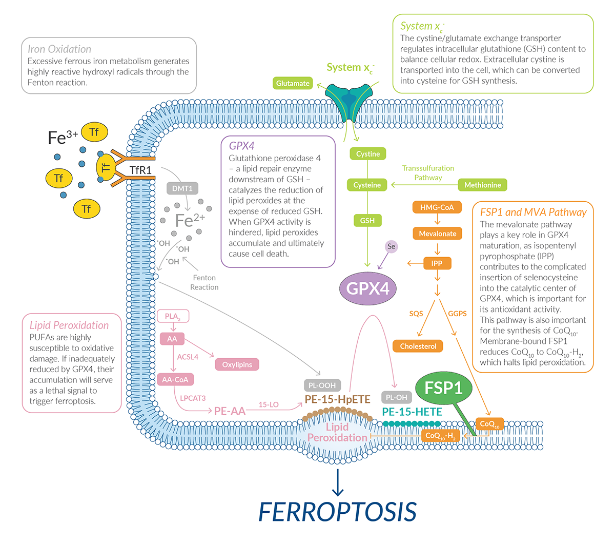 The Ferroptosis Pathway: Structure, Function, and Modulation