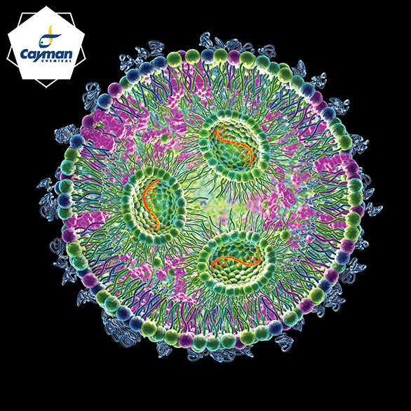 LNPs Beyond mRNA Vaccines – Where Do We Go from Here?