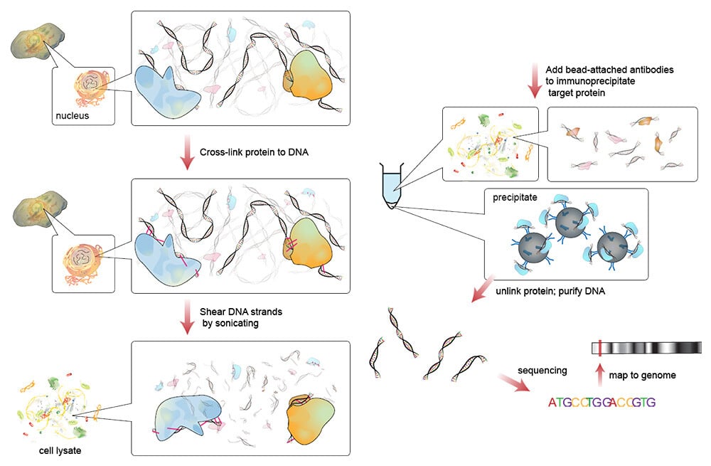 Chromatin_immunoprecipitation_sequencing_final