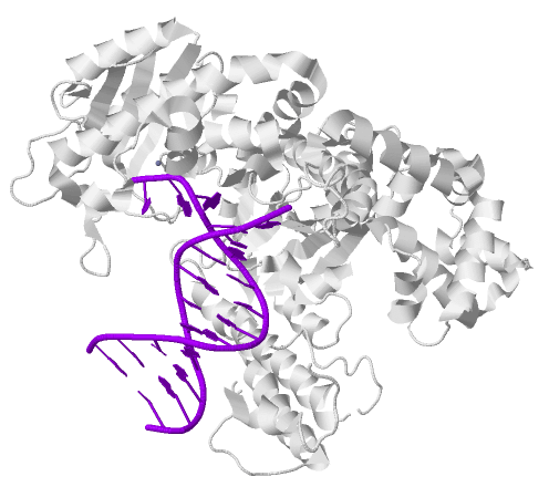 The Discovery of DNA Polymerase