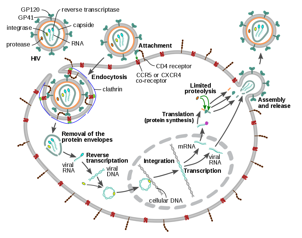 HIV_Replication_Cycle_EN