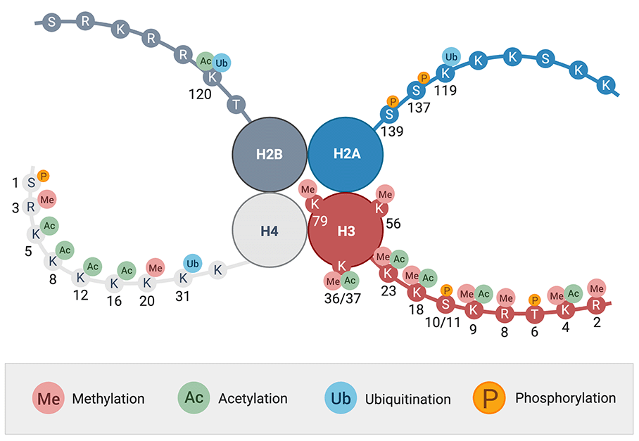 Histone-Modifications