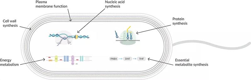 How Do Antibiotics Affect Nucleic Acid Synthesis?