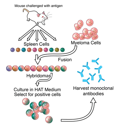 Invention of the Hybridoma Technology