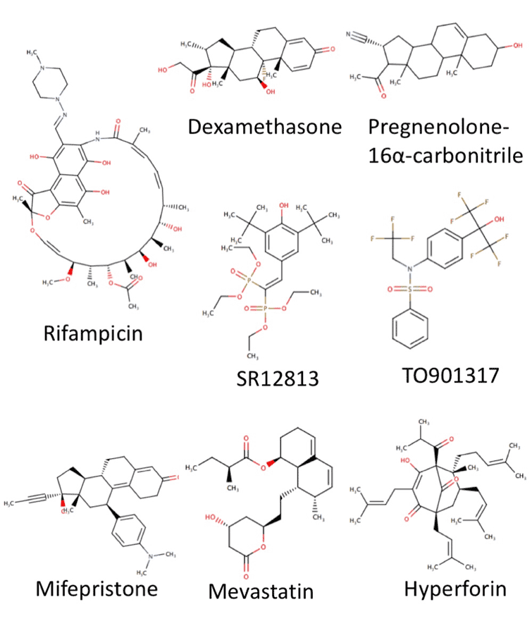 Species Differences in Pregnane X Receptor Activation