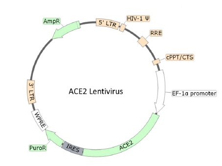The Lentivirus - A Multifunctional Research Tool