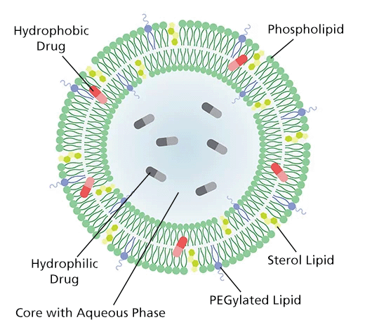 Liposome_EN