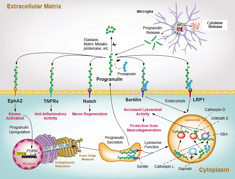 Progranulin – Marker of Neuroinflammation