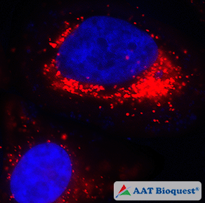 Exploring Reactive Oxygen Species (ROS) with AAT