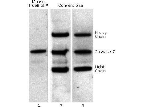 TrueBlot for Optimum Western Blots after IP