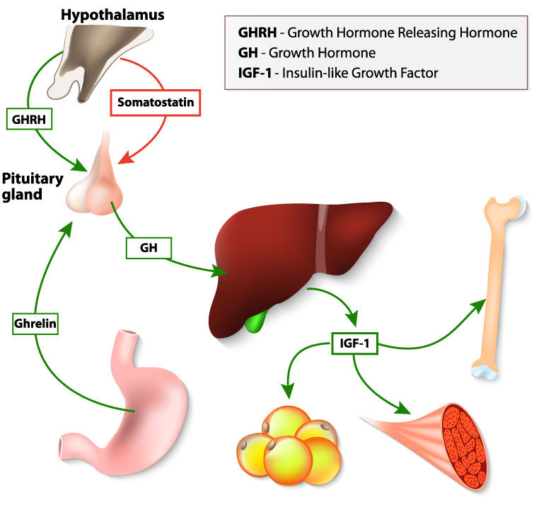 The First Synthetic Production of Growth Hormone