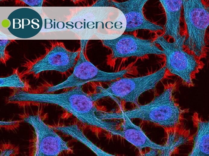 HeLa, CHO, HEK293T, Jurkat and More: Cell Lines from BPS Bioscience for Your Research